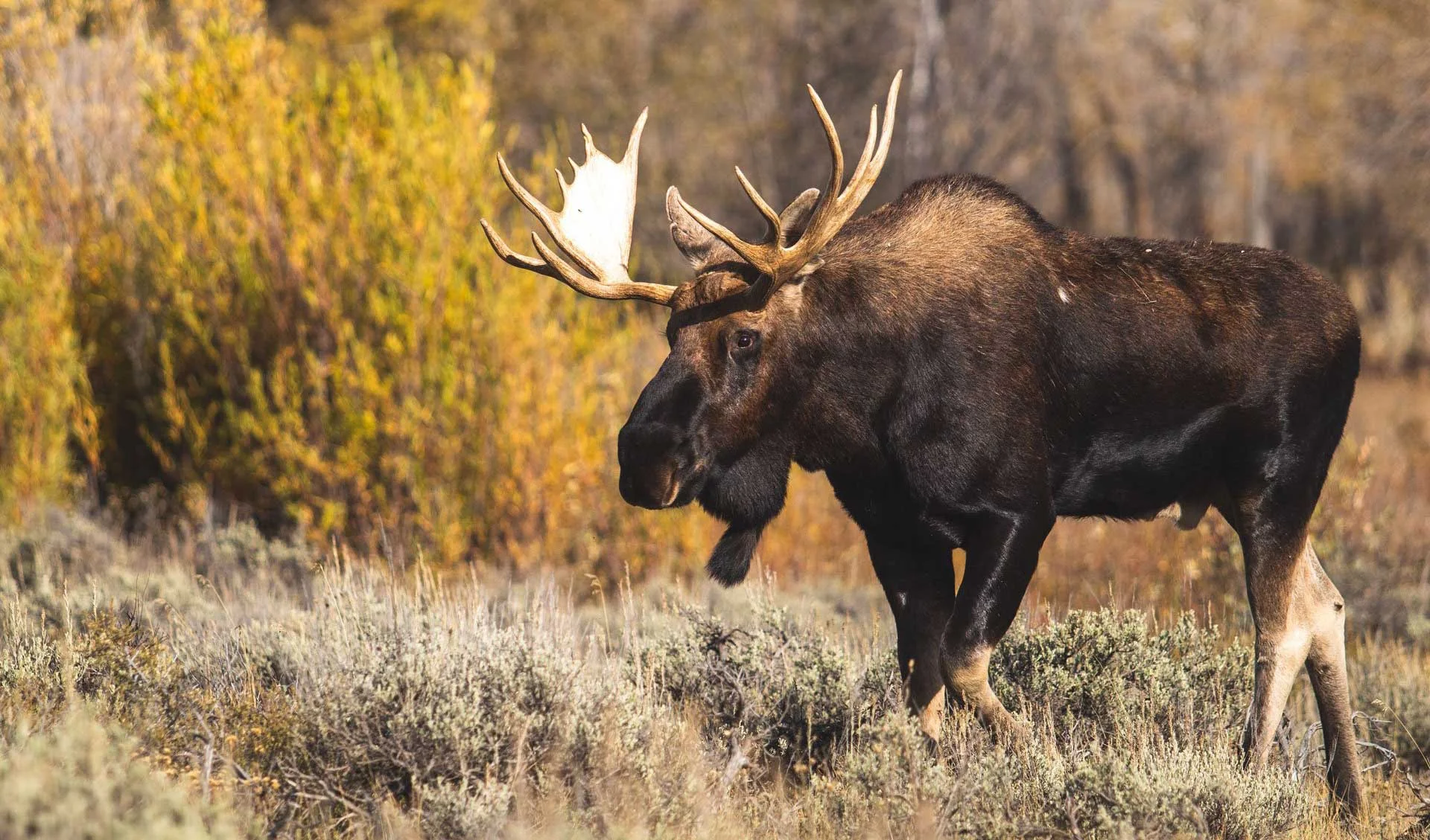 Forfaits de chasse au gros gibier — Riverrun Outfitters & Tours Ltd. – Riverrun Outfitters & Tours Ltd.
